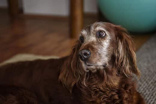 Old irish setter lying on the ground.