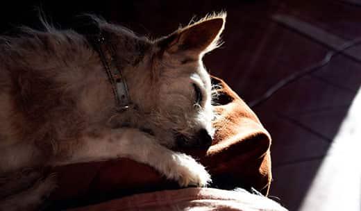 old-scruffy-dog-asleep-on-couch-SW Old dog fast sleeping on the couch in the sun.