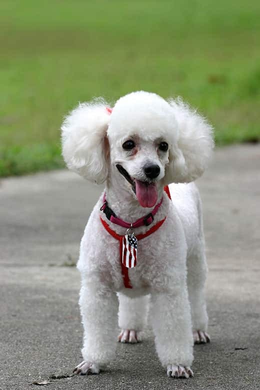 White poodle with red harness with tongue out.