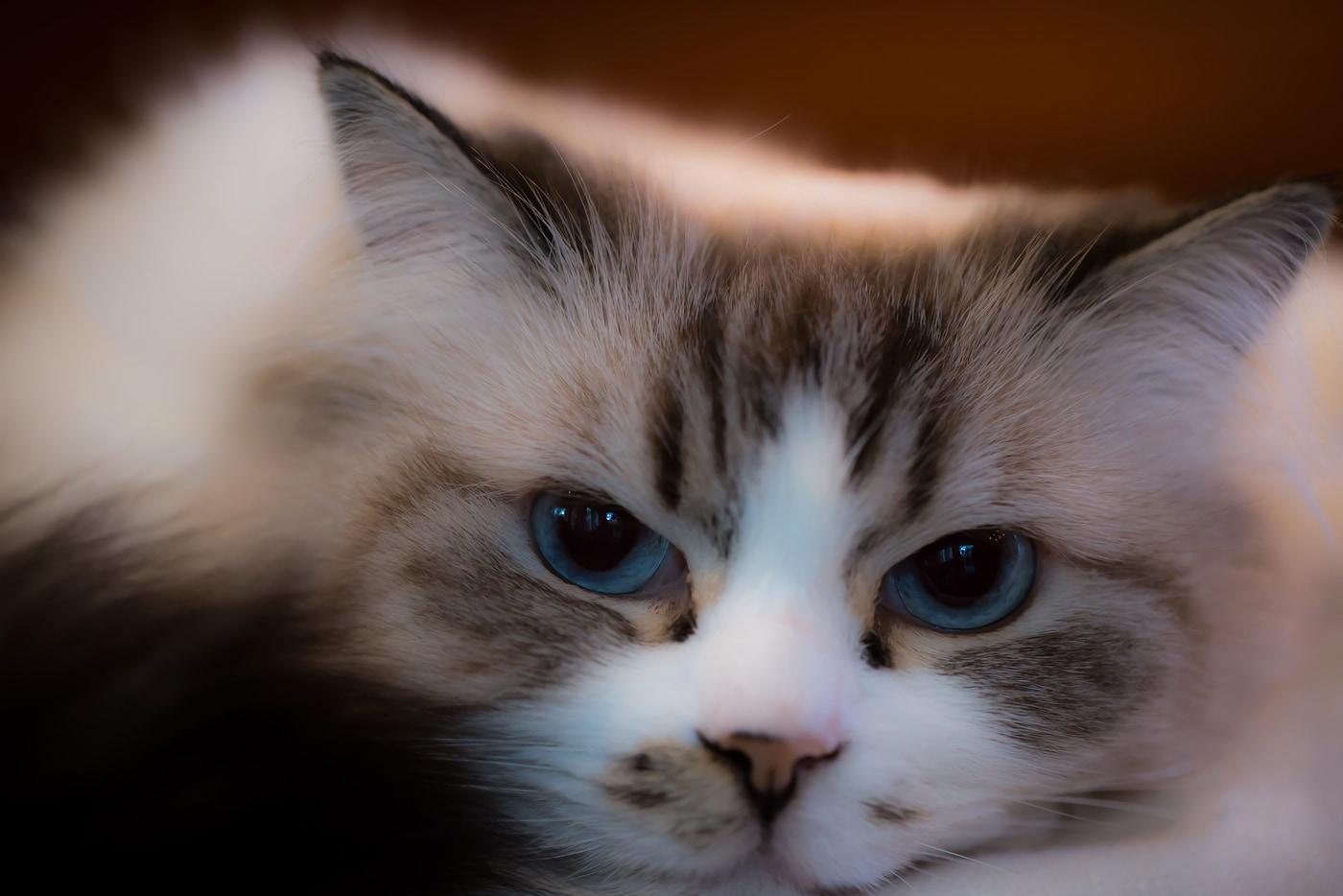 ragdoll-cat-with-blue-eyes Beautiful ragdoll cat with big blue eyes.