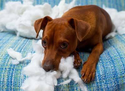 Brown dog lying on blue couch looks dejected after ripping a pillow apart.
