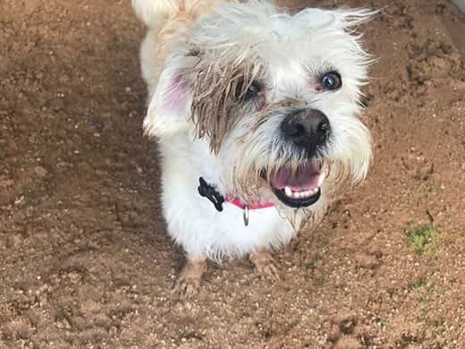 scruffy-terrier-covered-in-dirt-SW Scruffy white terrier covered in dirt looking up smiling.