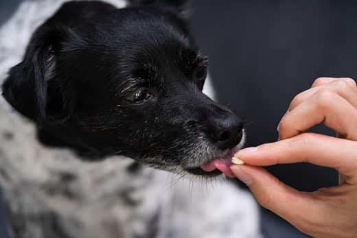 small-black-white-dog-licking-pill-from-human-hand-SW Small black and white dog licks a pill from a human hand.