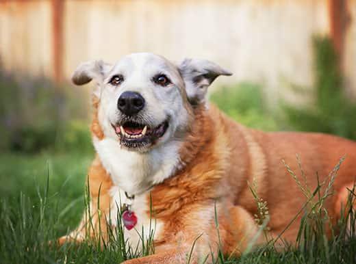 Senior dog laying in the grass in a backyard smiling at the camera 