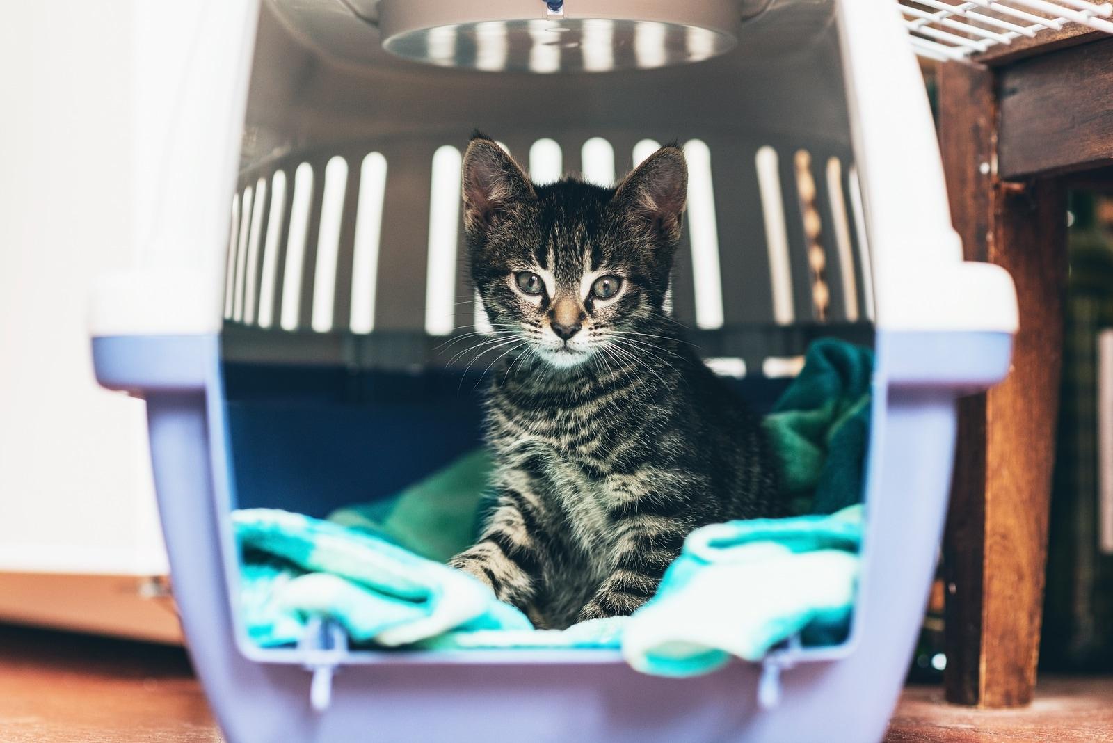 striped-kitten-in-travel-crate Tabby kitten sitting in a travel crate on a blue blanket staring intently with big blue eyes