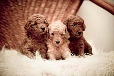 Toy-poodle puppies Three golden doodle puppies sitting on a white fluffy pillow on a wicker chair.