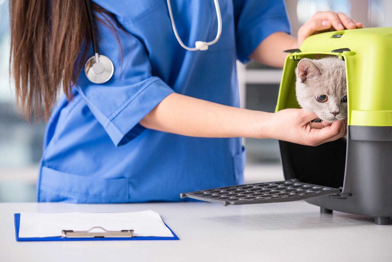 Veterinarian checking on a cat in a cat carrier.
