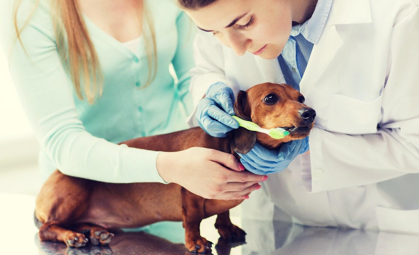 vet-cleans-dachshunds-teeth woman holds onto dachshund while female vet cleans her teeth.