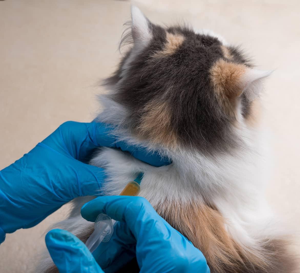 vet-injects-calico-cat-SW Pair of hands in blue latex gloves injects a calico cat in the back.
