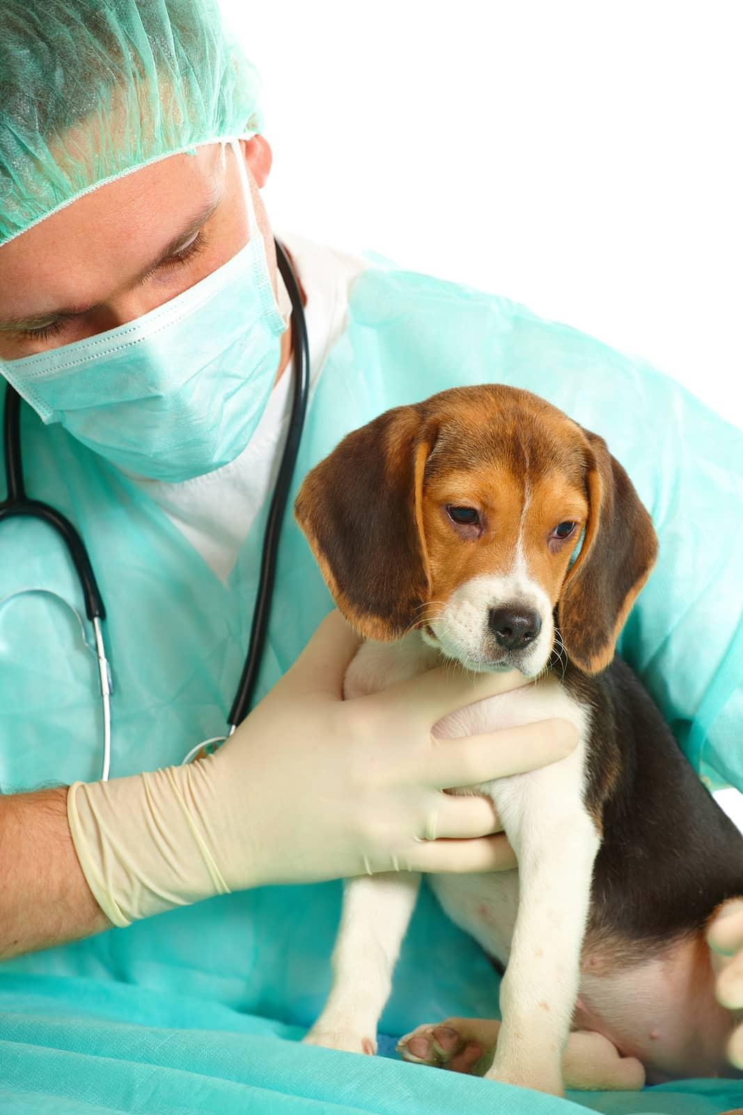 vet-inspecting-beagle-puppy-SW Veterinarian surgeon doctor making a checkup of a beagle puppy dog