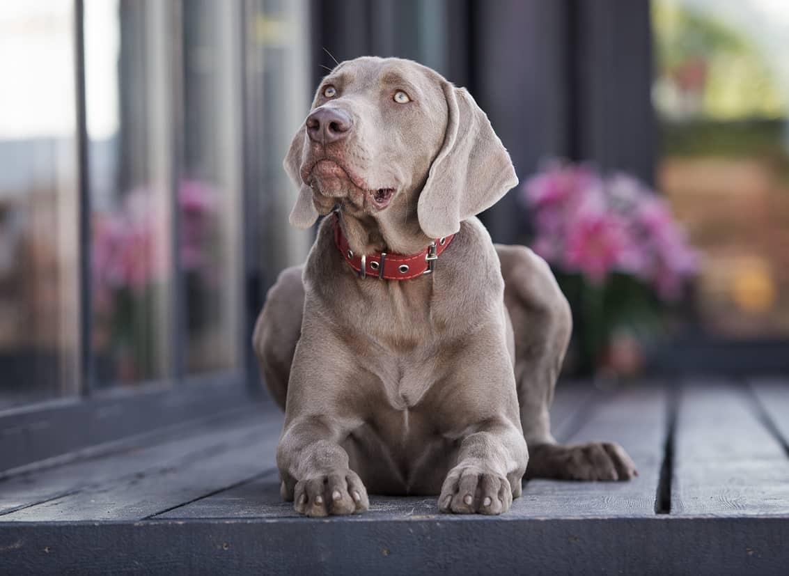 Weimaraner dog sitting on wooden deck