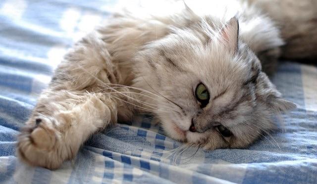 white-and-gray-cat-stretches-on-bed White and gray fluffy cat stretching on a bed