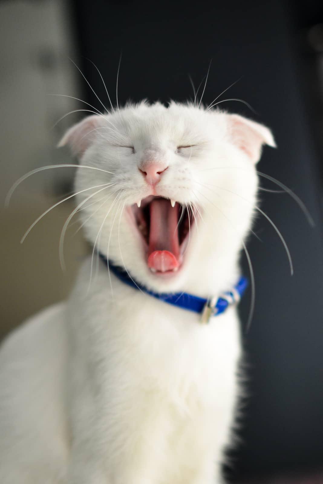 Ginger cat sitting in a litter box and looking at the camera.