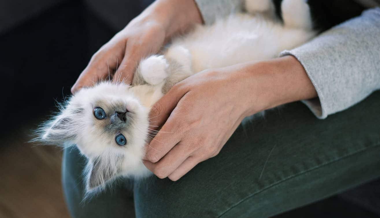 white-kitten-on-back-in-human-lap-SW White kitten lying on back in human's lap.