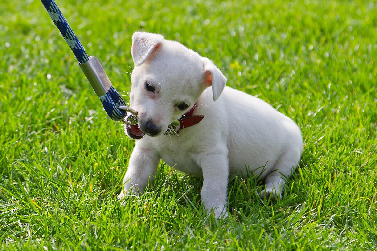 white-puppy-on-leash Little white puppy chews on a leash while sitting in the grass.