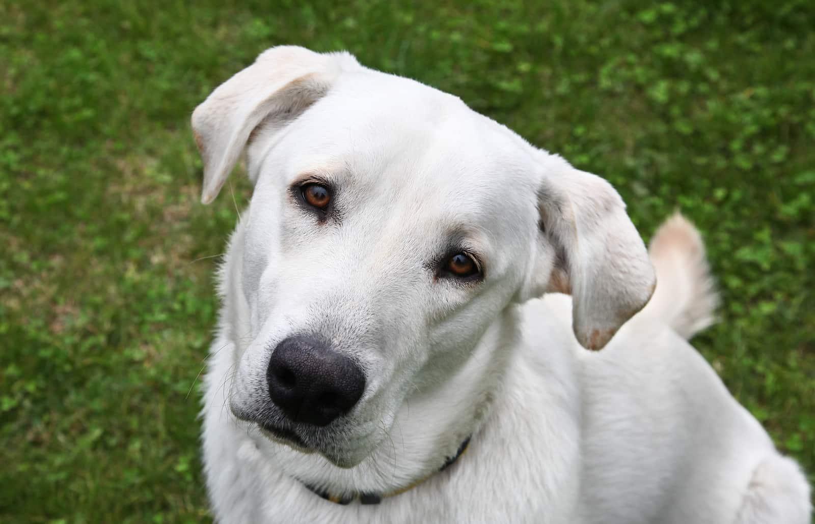 white-retriever-mix-dog-looking-up-SW Curious golden retriever dog