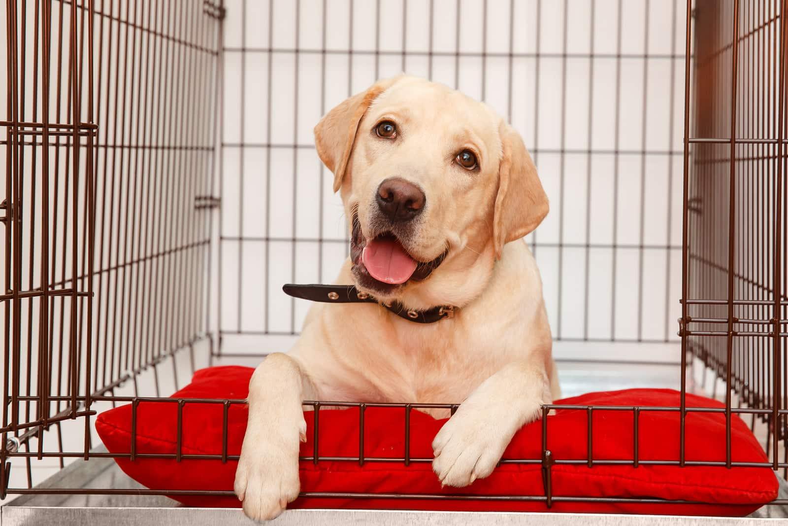 yellow-lab-on-red-pillow-in-crate-SW Dog in cage. Isolated background. Happy labrador lies in an iron box