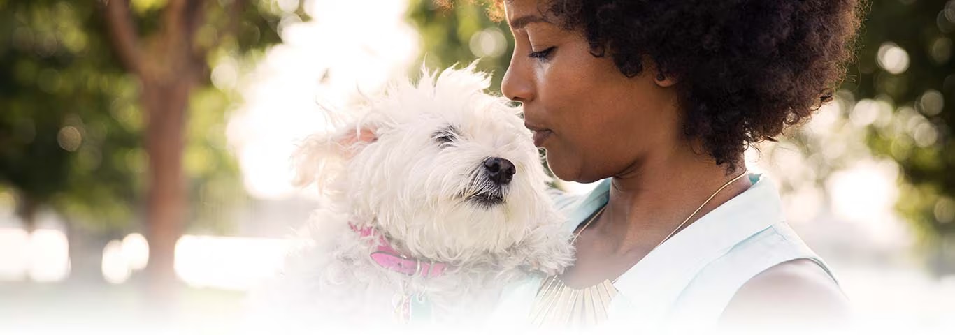 西高地白梗犬的照片