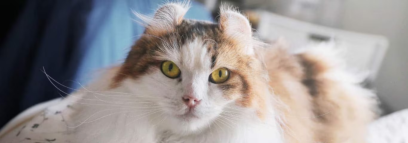 美國卷耳貓的照片