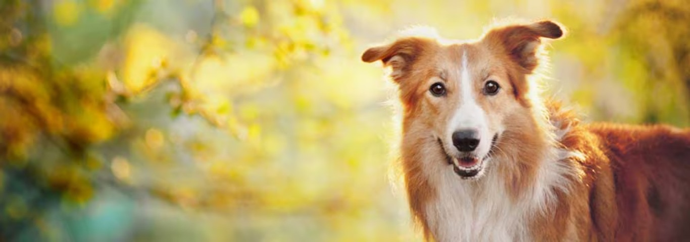 邊境牧羊犬的照片