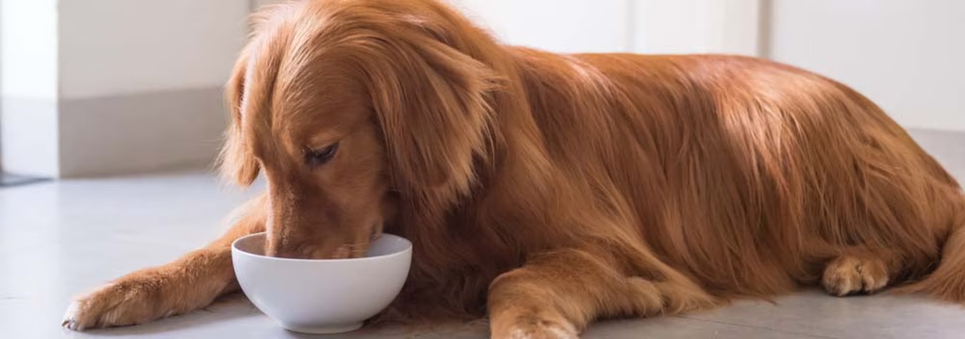 黃金獵犬的照片