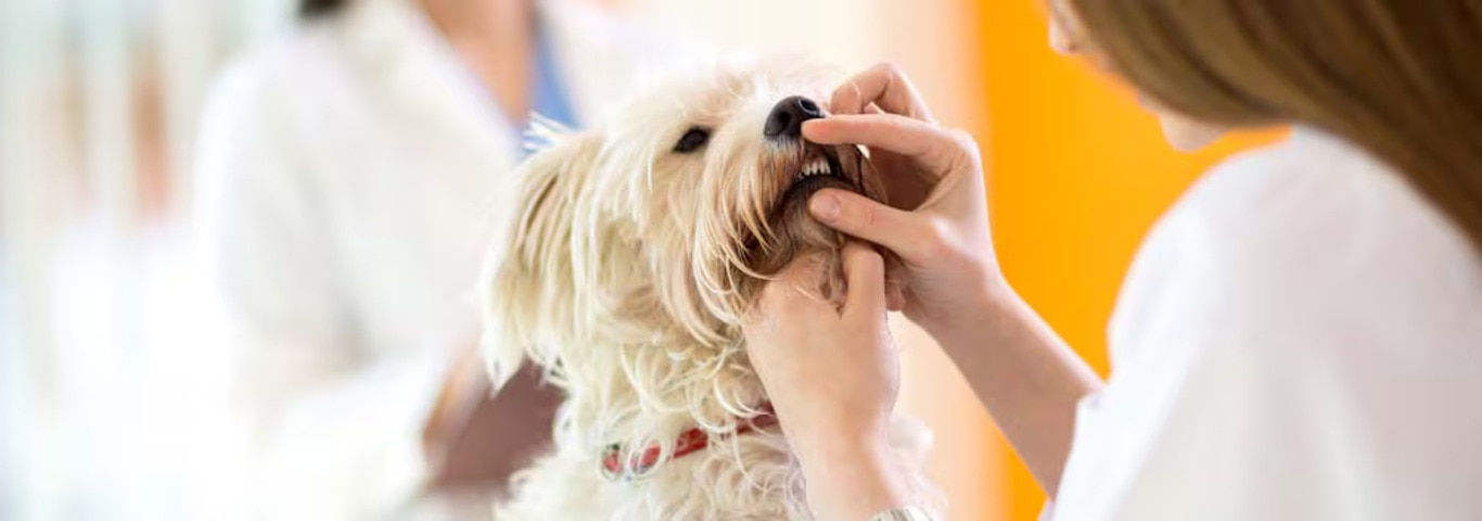 馬耳他犬的照片