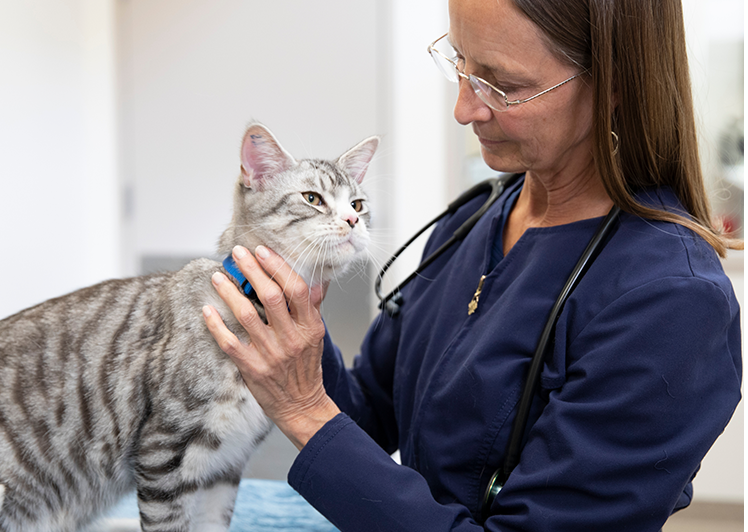 vet holding a cat