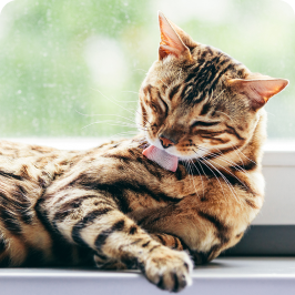 A cat licking her fur