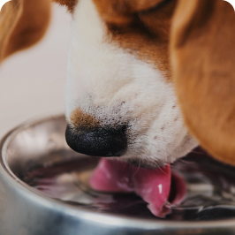 A dog drinking water