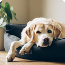 An obese dog seems lethargic, tired and less active