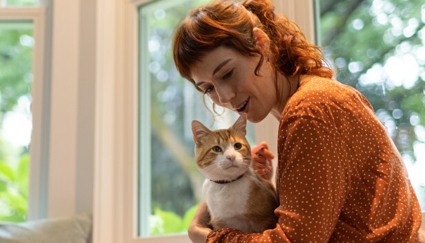 一隻棕白色的貓咪坐在一位女士的膝上