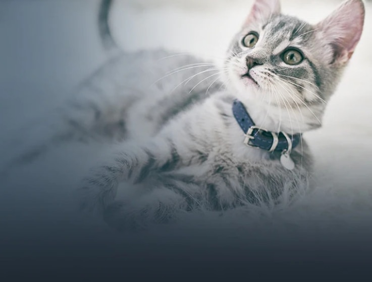  黑白條紋的幼貓仰著頭躺著