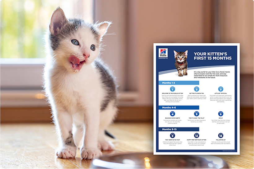  灰白花色的幼貓和資訊指南表。