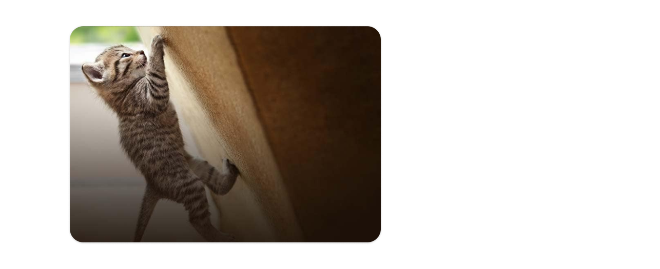 幼貓正在爬貓咪玩具