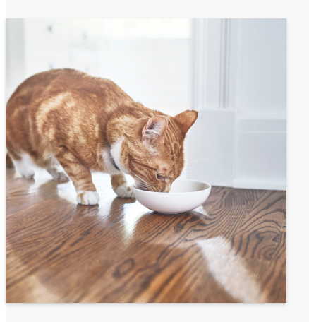 貓咪正在吃東西