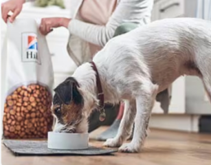 狗狗在吃希爾思犬用食品