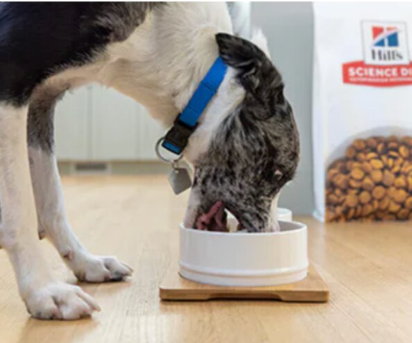 Dog eating science diet food