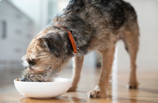 11 歲以上的高齡犬