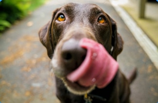 7-10 歲熟齡成犬