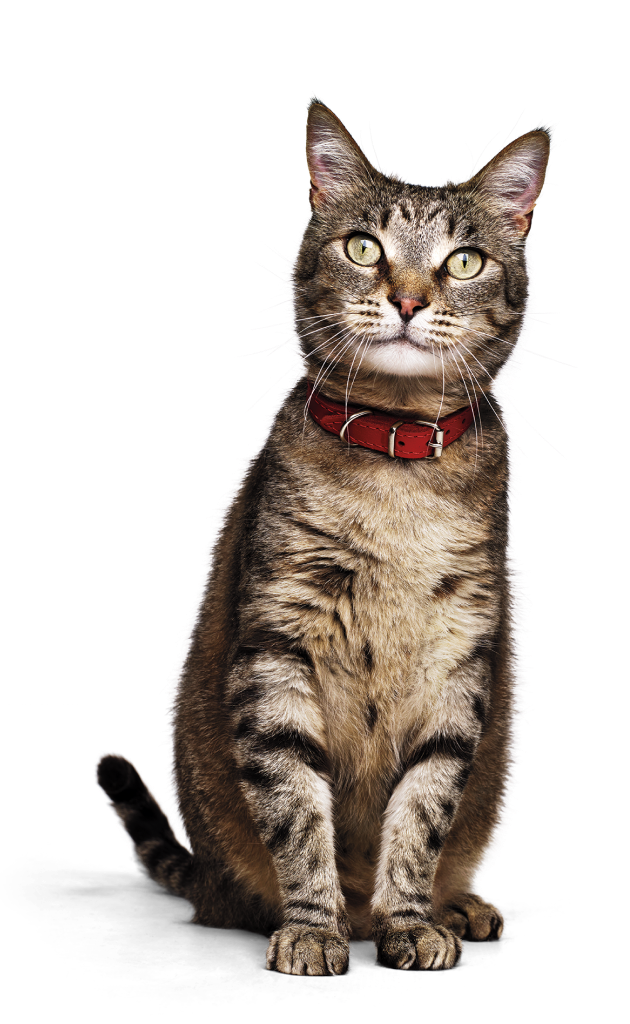 戴著紅色項圈的寵物貓