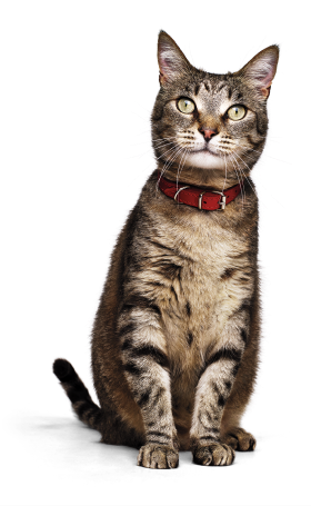 戴著紅色項圈的寵物貓