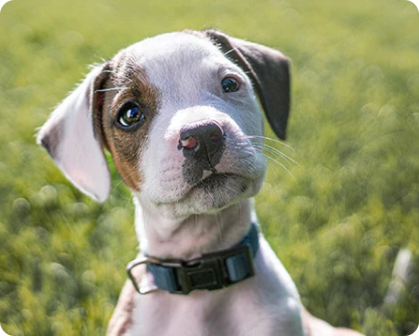 一隻棕白毛色的幼犬，流露出好奇的表情