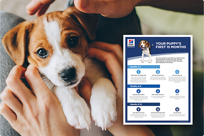 一隻幼犬被一個人抱著，旁邊有一份幼犬指南和資訊表