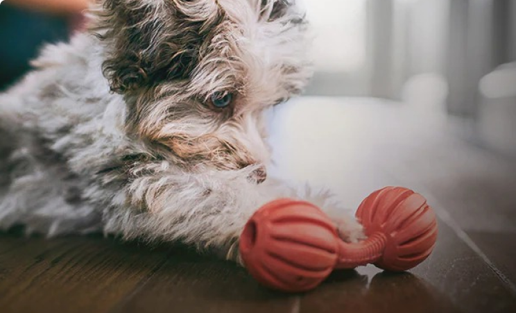 一隻黑白毛色的幼犬正在看著玩具