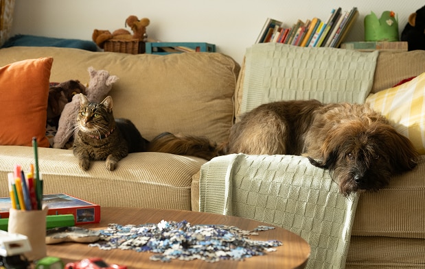 貓咪和狗狗在沙發上休息