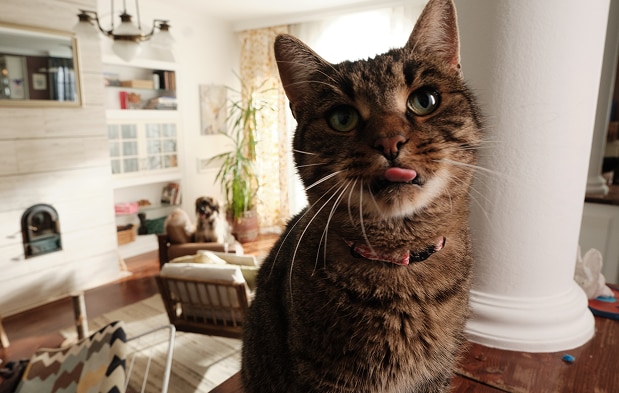 等待食物的貓咪