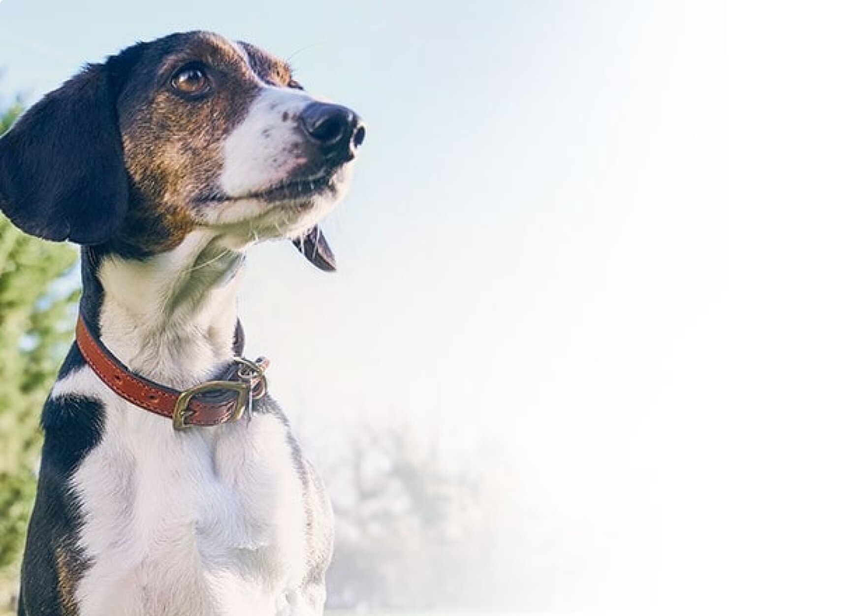 Senior dog nutritional requirements