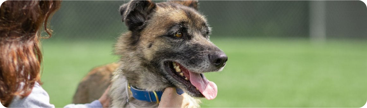 一位女士正在撫摸一隻狗