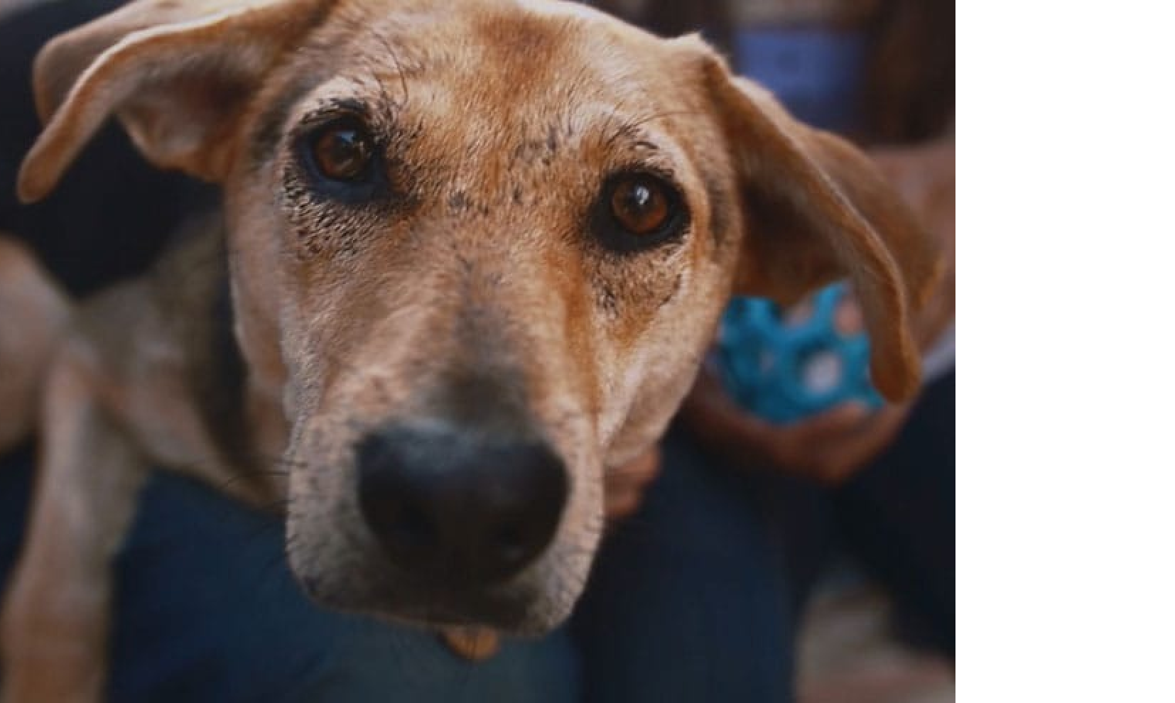 一隻小狗仰望著鏡頭。