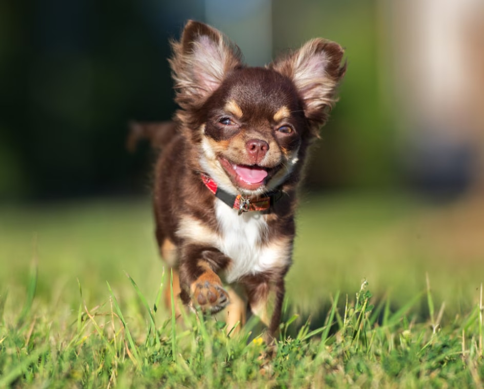 Happy chihuahua